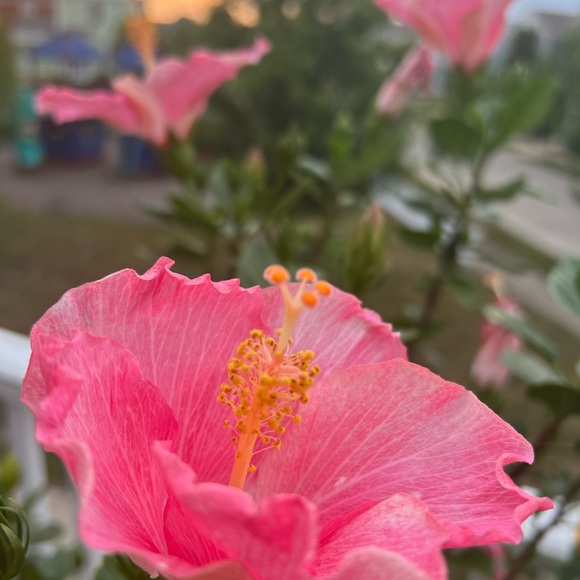 🌺 🌸🧡 Aloha 🤙🏻 - Picture 12 of 15